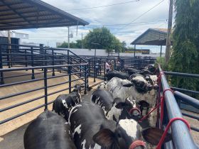 Animais da 89ª ExpoZebu começam a chegar ao Parque Fernando Costa, em Uberaba (MG)