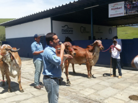 Dia de Campo da Fazenda Bom Jardim apresenta avanços da pecuária zebuína 