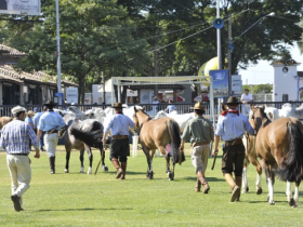 Exposição em Uberaba marca abertura de novo mercado para o cavalo Crioulo