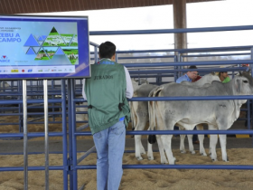 Publicados resultados do julgamento Zebu a Campo