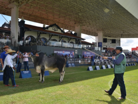 Inscrições abertas para curso de Pós-graduação em Julgamento das Raças Zebuínas