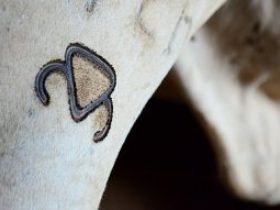 Pesquisa comprova que touros POs são melhoradores