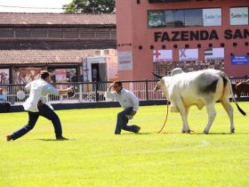 ExpoZebu 2022: Quantidade de animais inscritos já é 136% maior que na edição passada