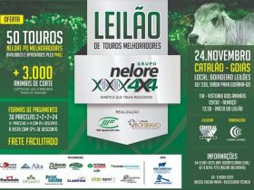 Leilão Nelore 4X4? oferece 50 touros em Catalão (GO)