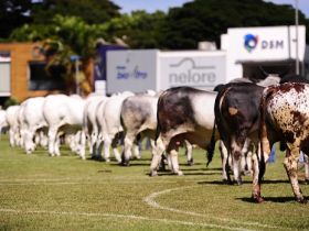 Jurados da ExpoZebu 2018 serão anunciados ao vivo