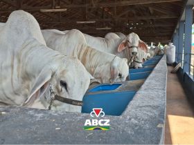 Primeiros animais chegam ao Parque Fernando Costa para a 91ª ExpoZebu