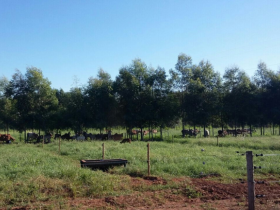 PMGZ Leite realizará 1ª pesagem do Concurso Leiteiro Natural na próxima terça-feira