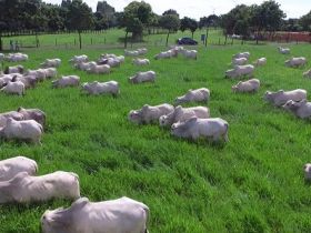 Carne de Qualidade: ABCZ convoca criadores de Brahman, Guzerá, Sindi e Tabapuã