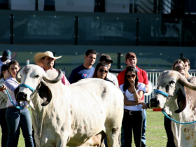 FENAGRO na Bahia terá Curso de Escolha de Reprodutores e Matrizes de Zebuínos 