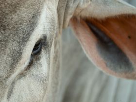 18ª ExpoGenética: confira a programação de sexta-feira (22)