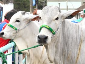 Em edição especial de 100 anos, Expo Cordeiro recebe diretoria da ABCZ