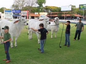 Projeto Crescendo com o Brahman será realizado na ExpoZebu