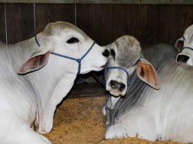 Inscrições para Expointer vão até sexta