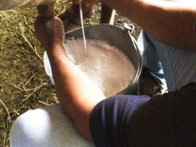 Pesagem oficial do 4º Concurso Leiteiro Natural começa nesta terça 