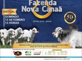 ?4º Leilão Virtual Tabapuã Fazenda Nova Canaã? irá ofertar animais PMGZ no domingo (13)