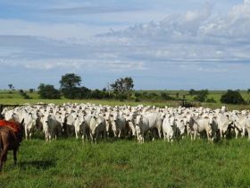 PMGZ Carne: parceria entre ABCZ, indústria e criadores demonstra valor genético de touros registrados