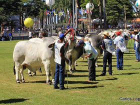 Inscrições abertas para ExpoBrahman 2017