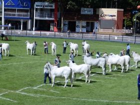Quantidade de animais inscritos na ExpoZebu já é 198% maior
