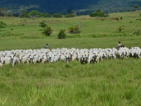 Pecuária produtiva é tema da 11ª Etapa do Circuito 100% PMGZ em Belém/PA