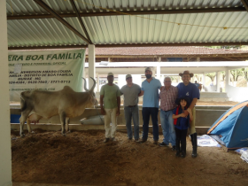 Vaca Guzerá supera produção leiteira da raça na Expo de Muriaé