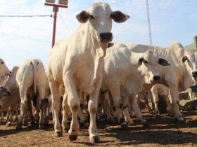 ABCZ divulga pré-classificação de candidatos para o PNAT 2016 