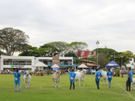 ACBB divulga programação da ExpoBrahman 2019