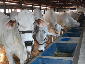 Exposições das raças Brahman, Gir Leiteiro, Guzerá e Nelore já movimentam PFC