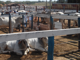 Pró-Genética terá agenda intensa nos próximos 45 dias