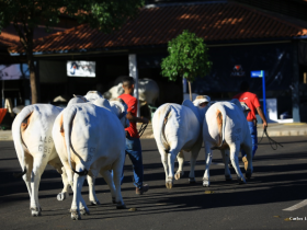 ?2º Brahman Talk Show? será realizado nesta quinta (02)