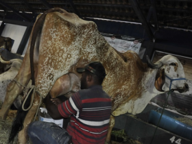 ABCZ lança o 13° Sumário de Touros de Aptidão Leiteira na ExpoZebu 