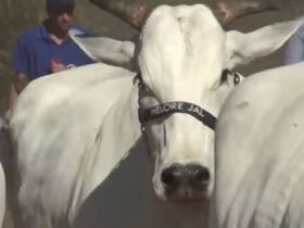 Fazenda Nelore Jal e PMGZ promovem dia de campo em 8 de agosto