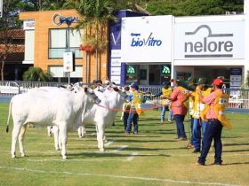 Expoinel: Gisele FIV Carthago e Veneza FIV da Sabiá são campeãs Bezerra Jovem e Bezerra