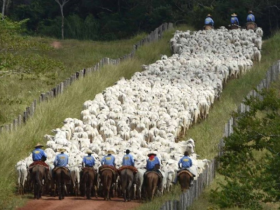 Agro Maripá participa da 8ª edição da ExpoGenética