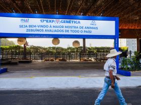 ExpoGenética 2024: mesa-redonda abordará pontos críticos da seleção genética