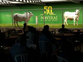 Circuito 100% PMGZ mostra avanços do Nelore na Chácara Naviraí