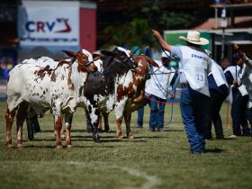 90ª ExpoZebu: inscrições de Nelore Pelagens pelo site da ABCZ se encerram no segundo dia