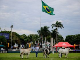 ExpoBrahman 2024 registra número recorde de animais