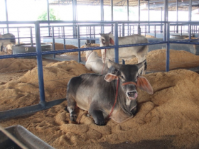 Parque Fernando Costa começa a receber animais da ExpoZebu 2019