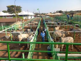 Confira as próximas cidades que receberão Feiras de Touros do Pró-Genética