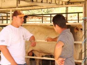 Feiras do Pró-Genética vendem mais de 140 touros em setembro