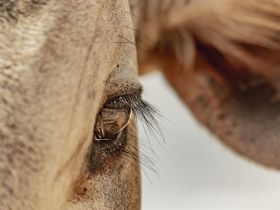 Com o tema “Amor pelo Zebu”, ABCZ lança concurso de fotografia