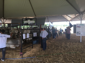 Pró-Genética comercializa mais de 20 touros em Ji Paraná (RO)