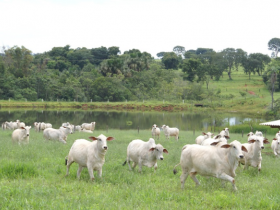 Temer se manifesta pela constitucionalidade do Código Florestal