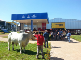 Zebu atrai atenção na Show Rural Coopavel