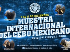 Edição virtual da ?Muestra Internacional del Cebú Mexicano? começa na próxima segunda-feira (7)