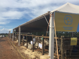 Feira do Pró-genética é destaque em programação da Show Rural Coopavel