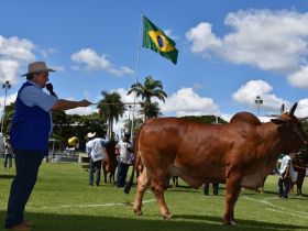 ExpoZebu 2019: ABCZ divulga a ordem de avaliação dos julgamentos dos animais