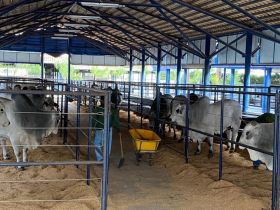 Parque Fernando Costa começa a receber animais da ExpoGenética 2022