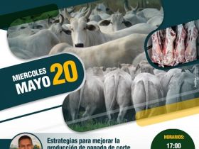 Gerente da ABCZ participa de seminário online promovido pela ASOCEBU Bolívia