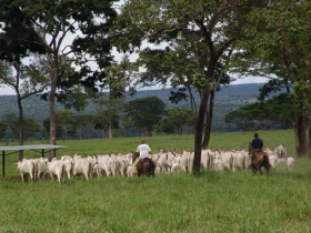 Inconstitucionalidade da Contribuição ao Funrural será julgada pelo STF